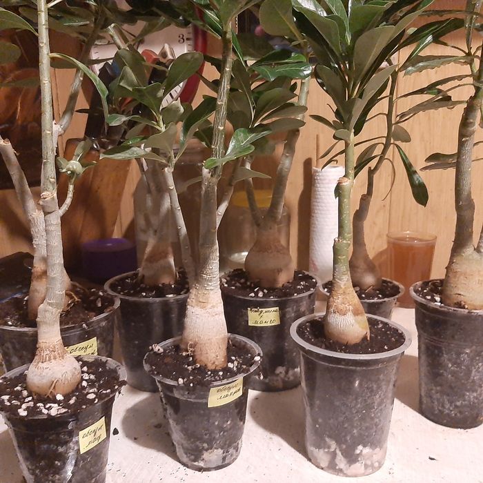 Продам адениумы.махровые микс