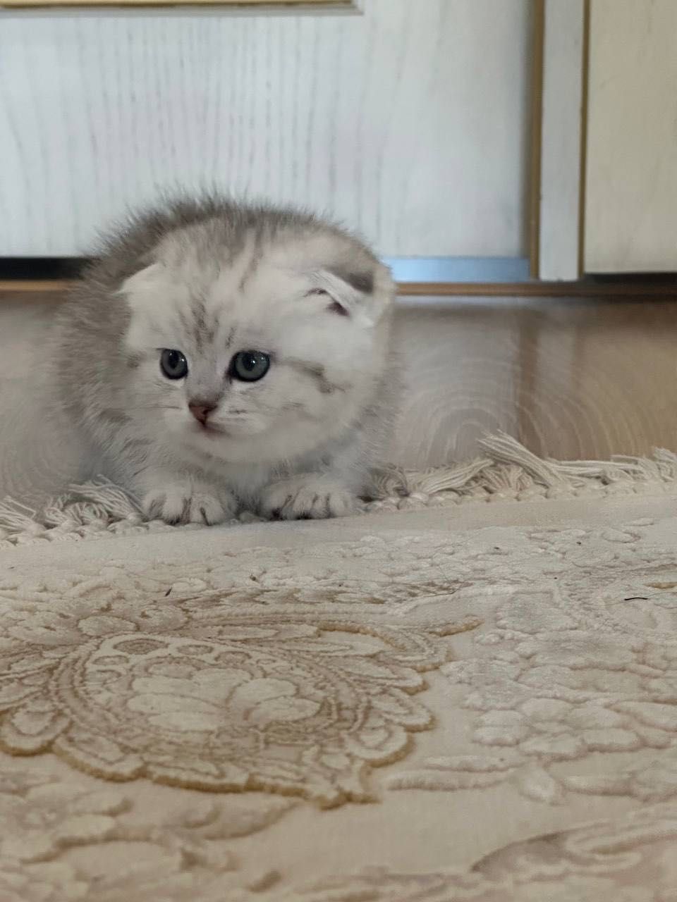 продаются вислоухие  шотландские котята, возраст 2 месяца