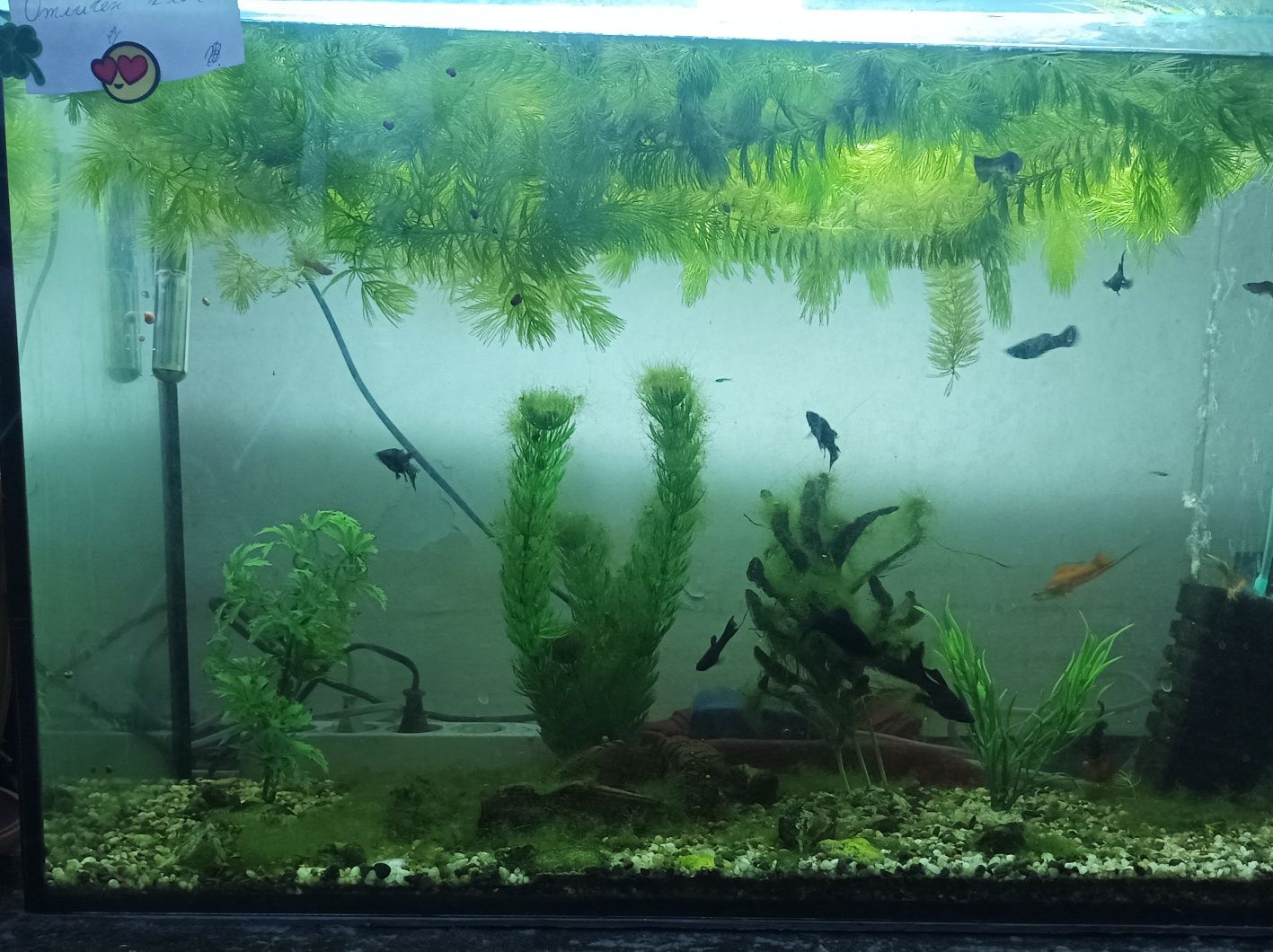 Аквариум с риби и водорасли