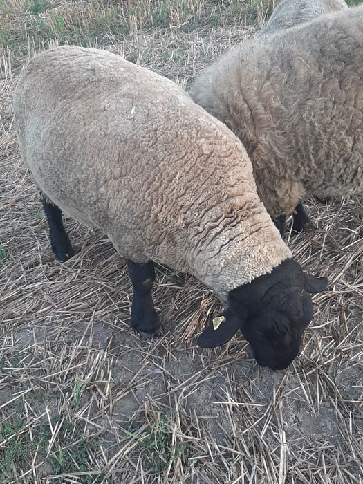 Oi Suffolk berbeci și oi gestante