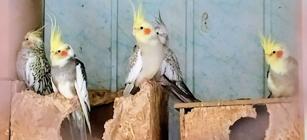 Свободни Корели 10 броя