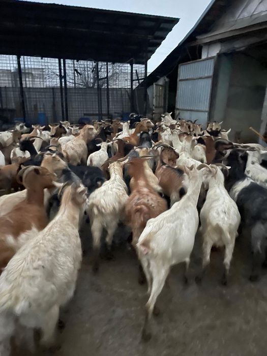 Vand 100 capre  tinere de lapte