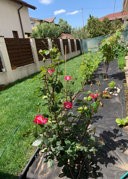 Vand apartament 3 camere+ curte 168mp + 2 locuri de parcare