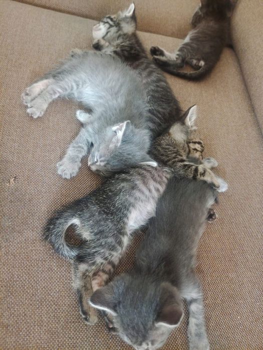 Котята , отдам в хорошие руки.