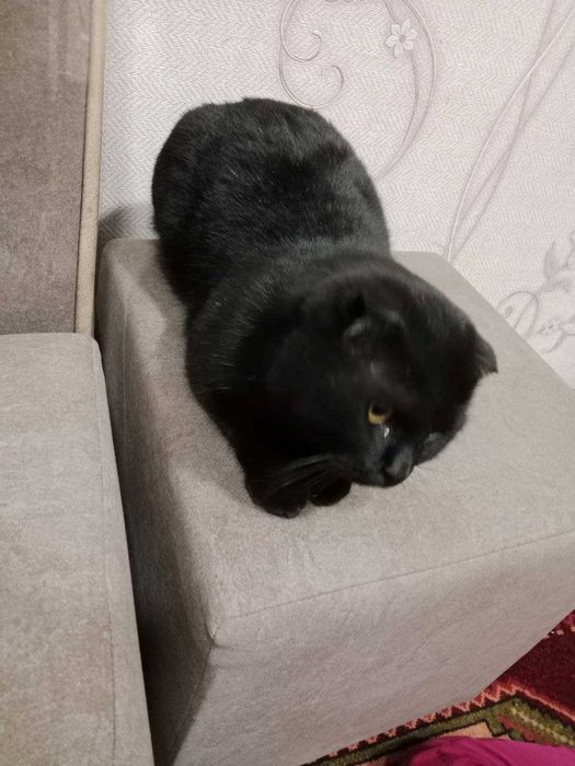 Сотилади Мушуклар Тигуш ва Малыш Британская короткошёрстная