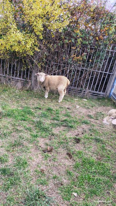 Vând 2 mieluțe merinos