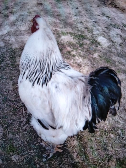 Vind puicuțe de rasă Brahman foarte frumoase