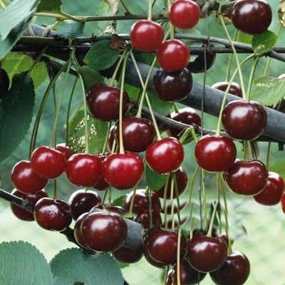 Visin(Soiul  Morela Neagra )