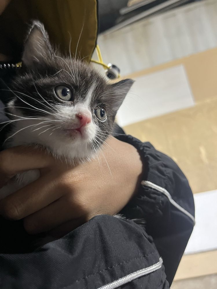 Отдадим котенка девочка