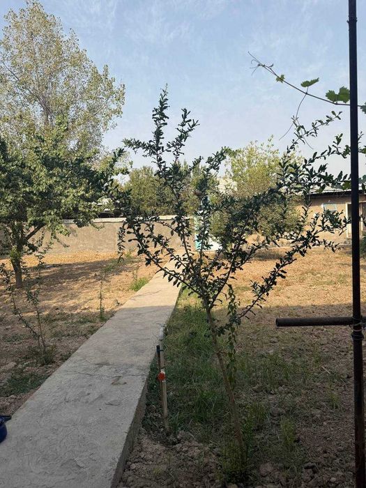 Дормон Кибрай Аргин 7-сотих 6-хона № Умида