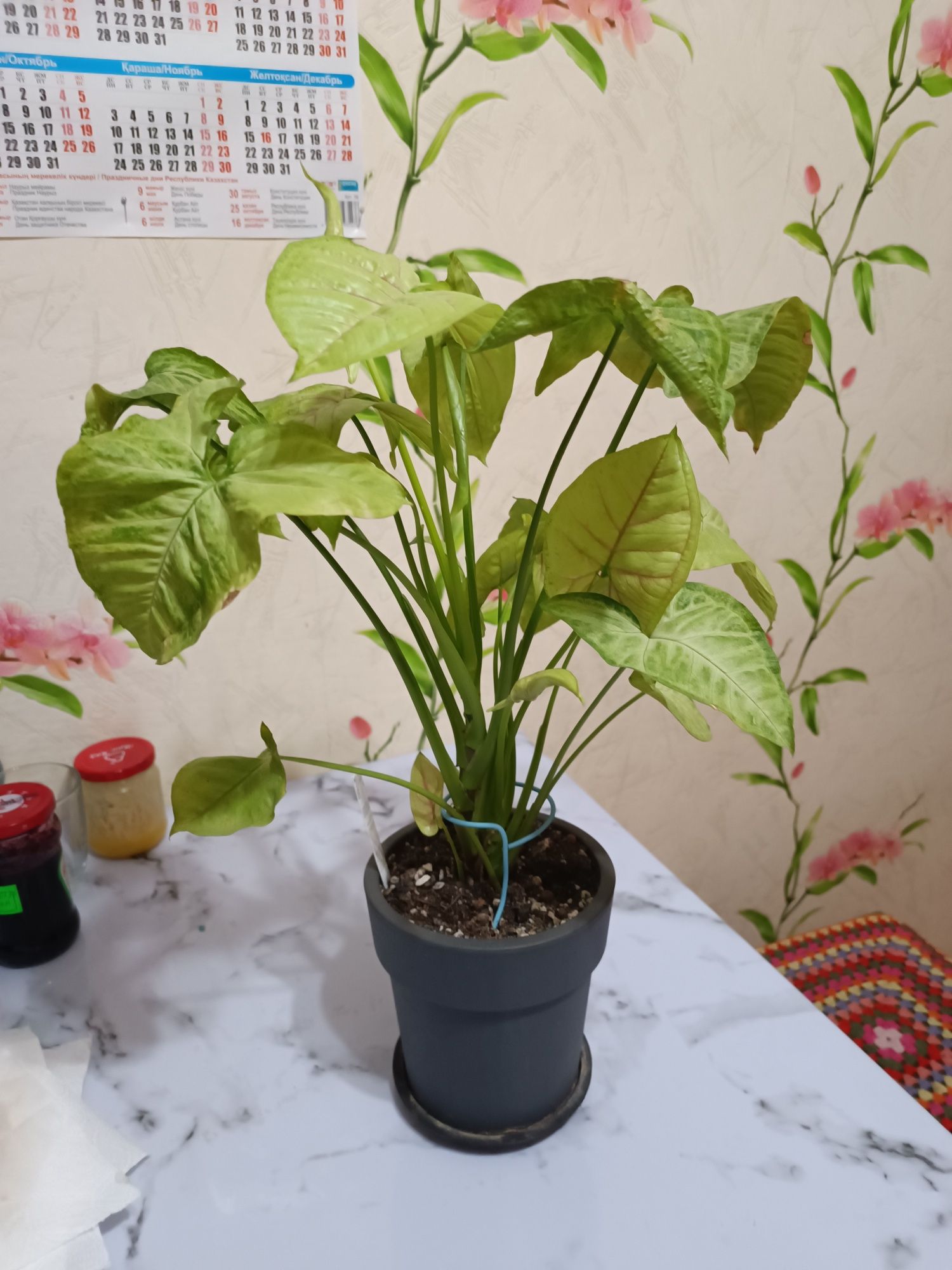 Продаю растюхи для дома