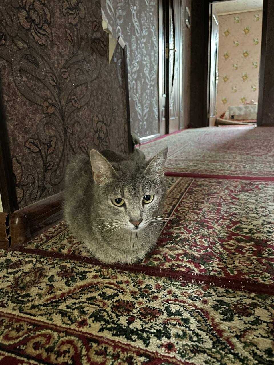 Отдам бесплатно кошку в заботливые руки