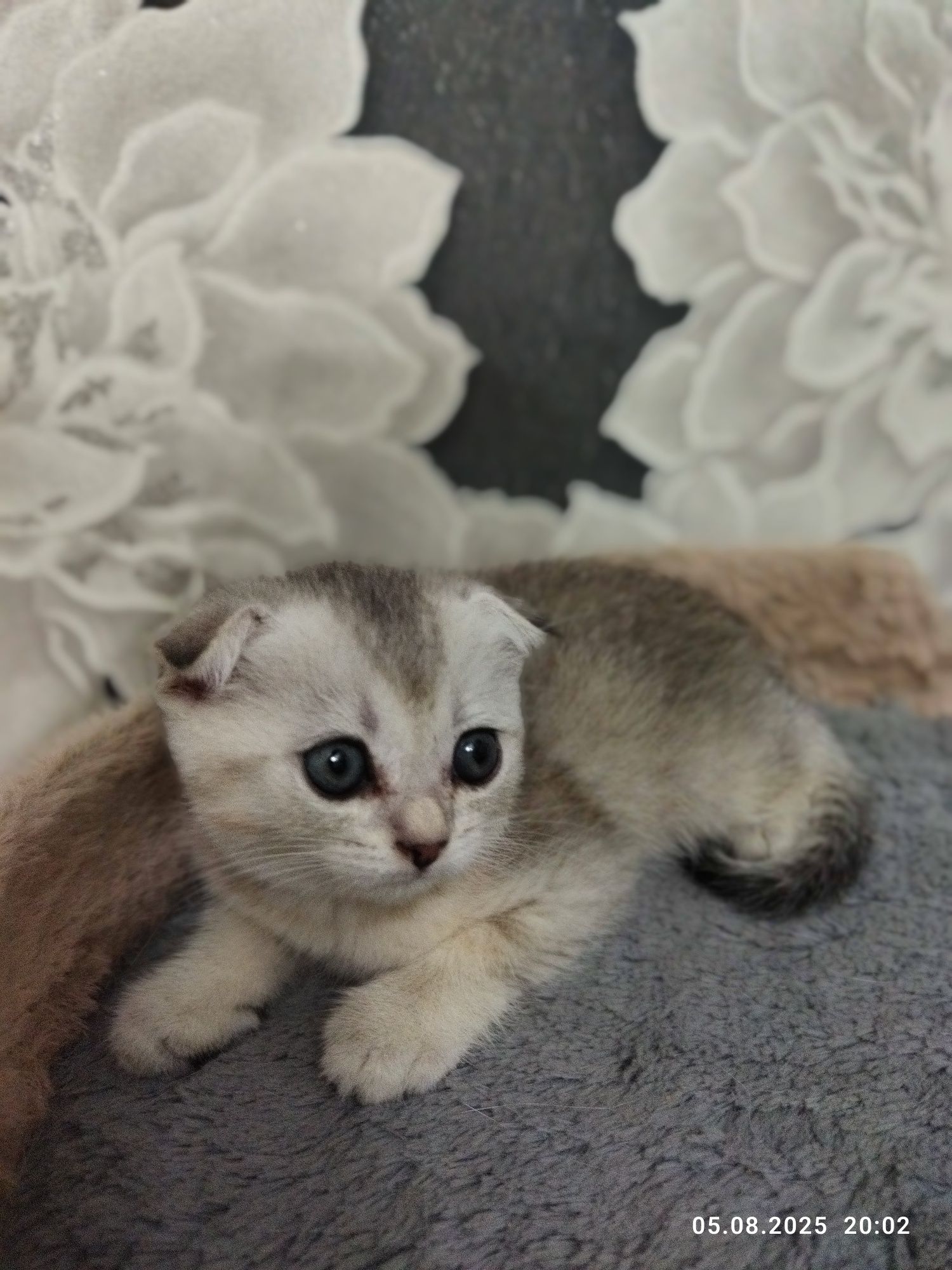 Продажа котят, золотая шиншилла