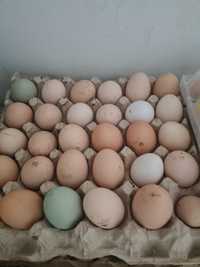 Продам куриные яйца Брам 1шт 100тг