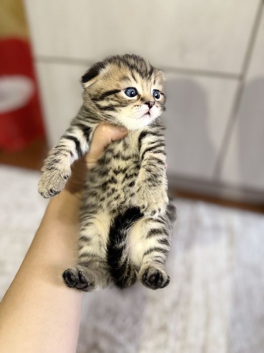 Тигр чистокровные котята сеоттиш фолд