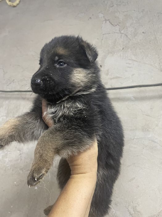 Щенки немецкой овчарки