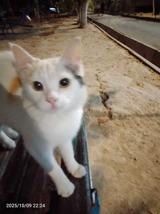 Милая ласковая кошечка