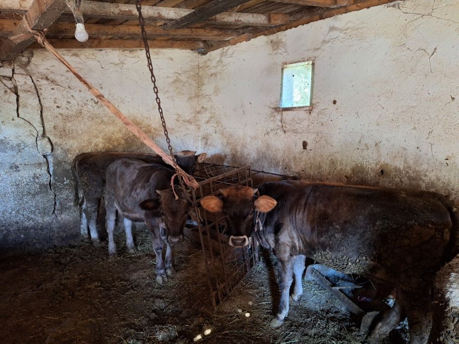 Vând viței/tăurași/mânzați