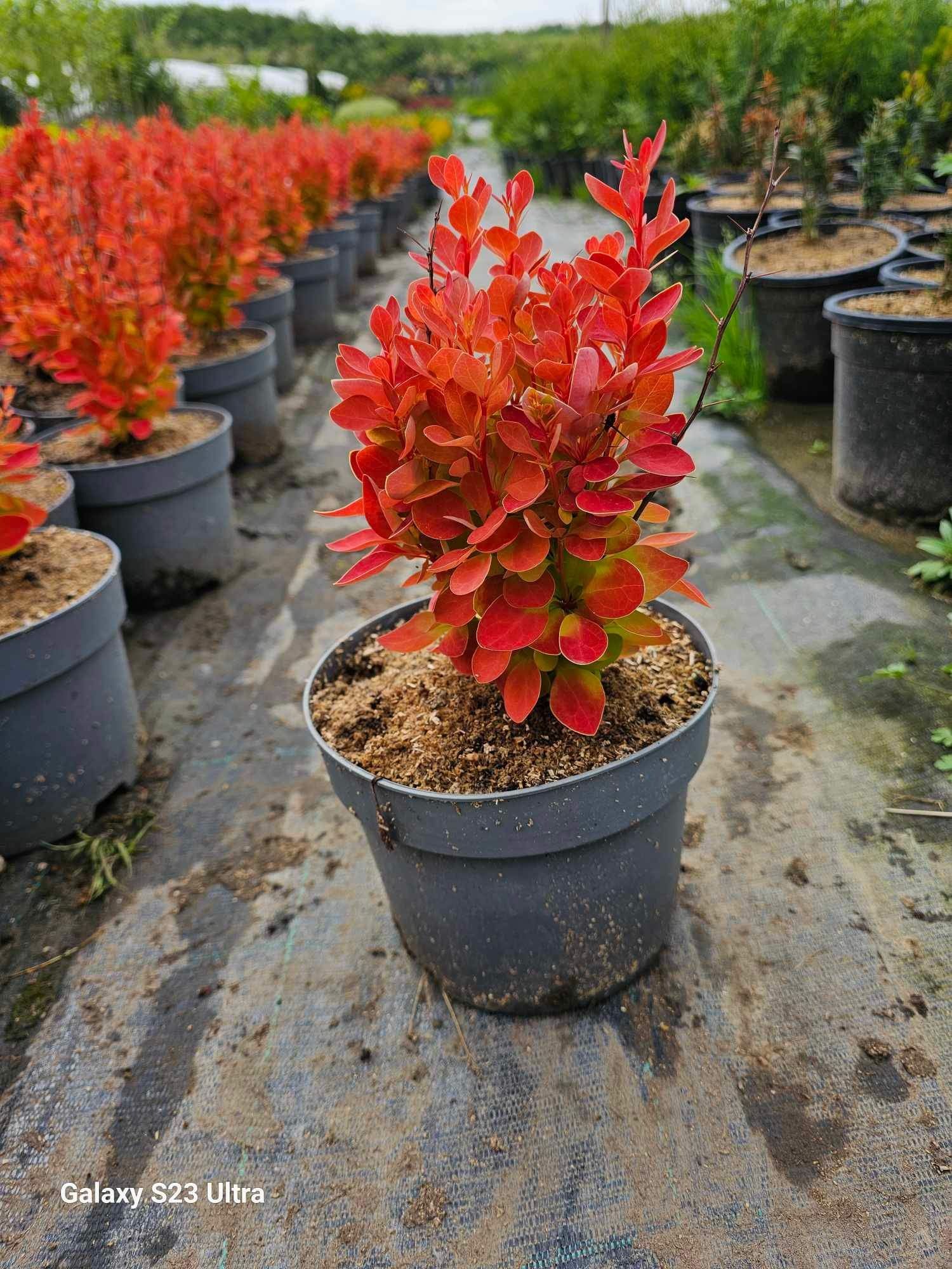 Берберис (Berberis orange ise)