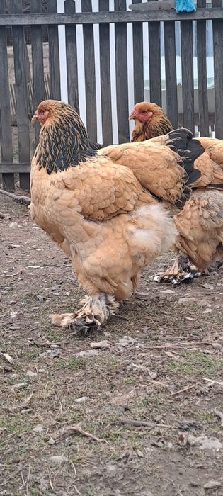 De vanzare perechi Brahma  Columbia