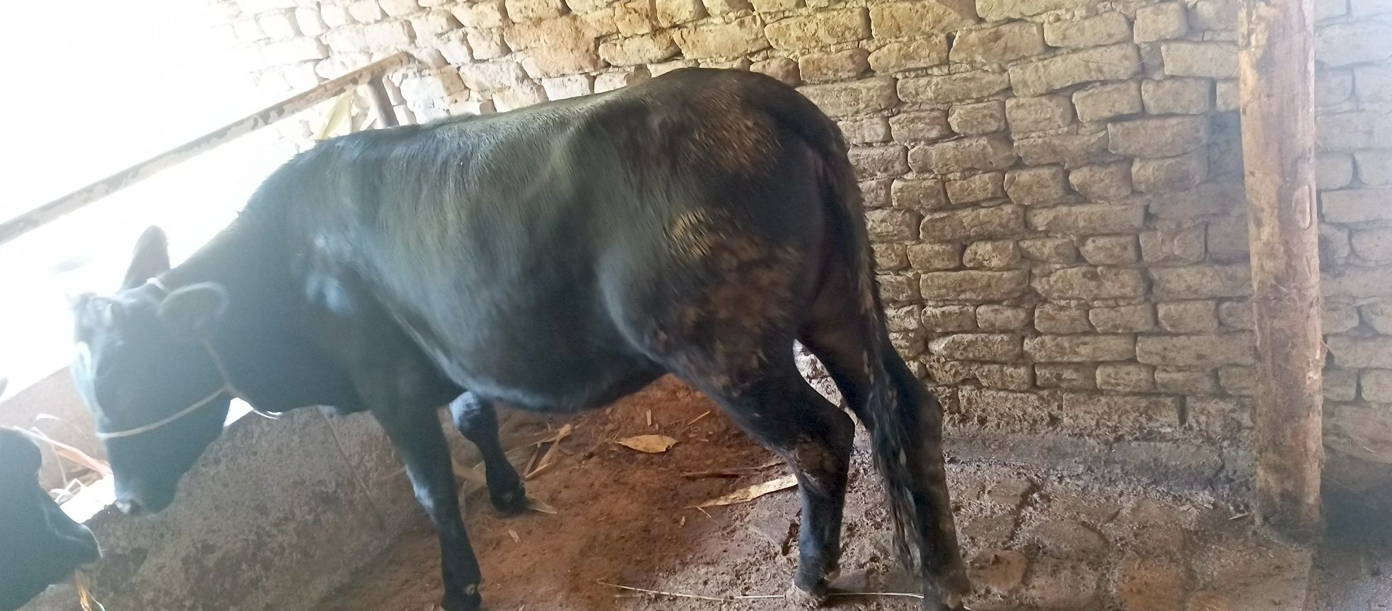 Xonajin mol sotiladi
