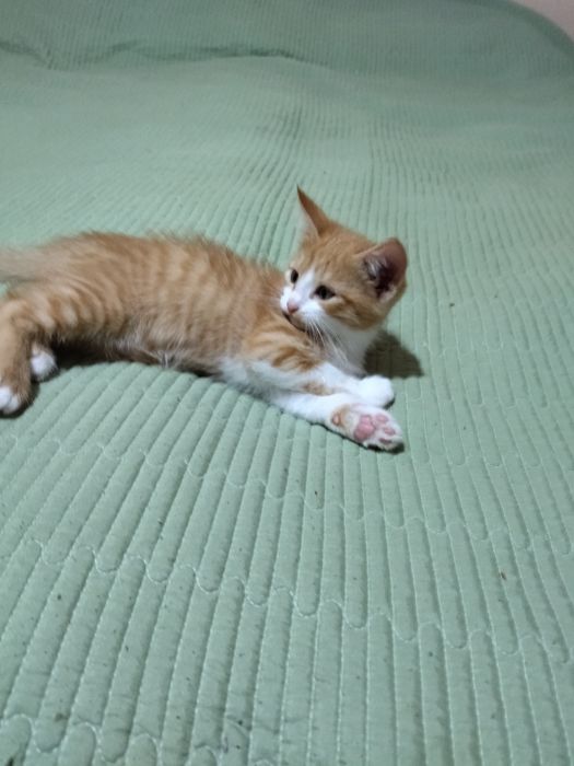 Отдам котенка в хорошие руки