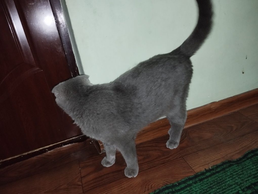 Продается вислоухая кошка