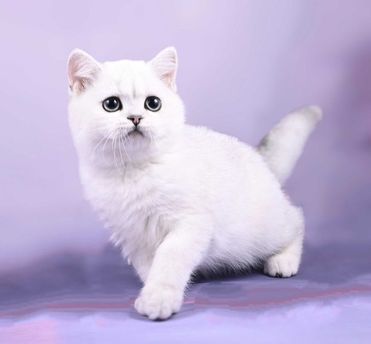 Pisicuță British Shorthair Silver Chinchilla  cu pedigree