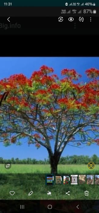 Рябина Рябина рябина