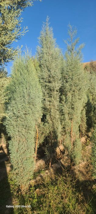 Голубой кипарис арчалар сотилади