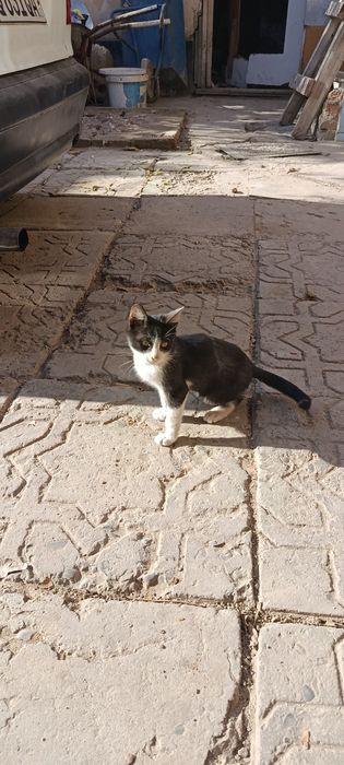 Отдам хорошие руки