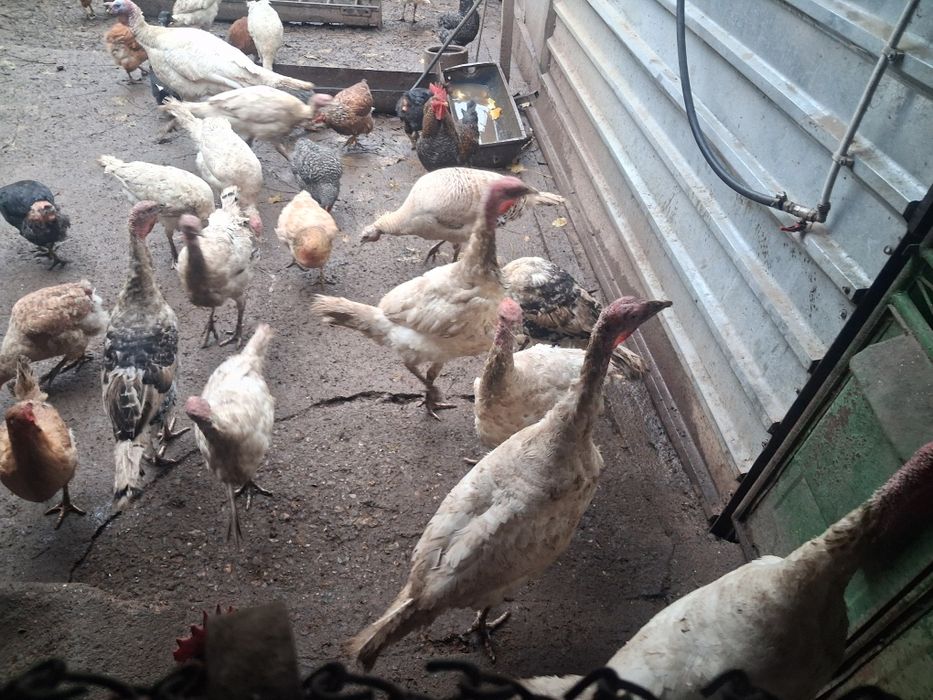 Продавам пуйки .