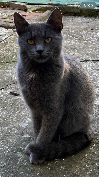 Donez pui de pisica de 5-6 luni