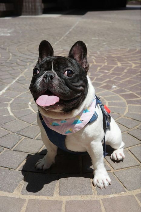 в хорошие руки бульдог