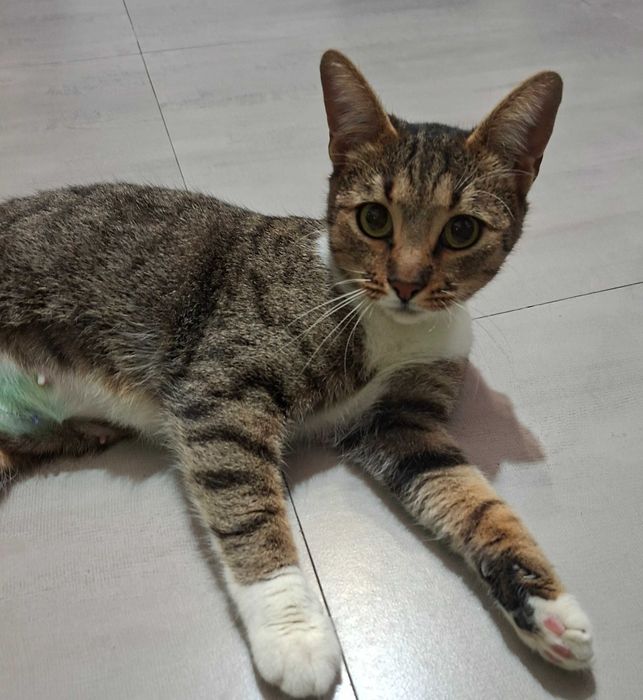 Adoptie pisica vargata Sandra