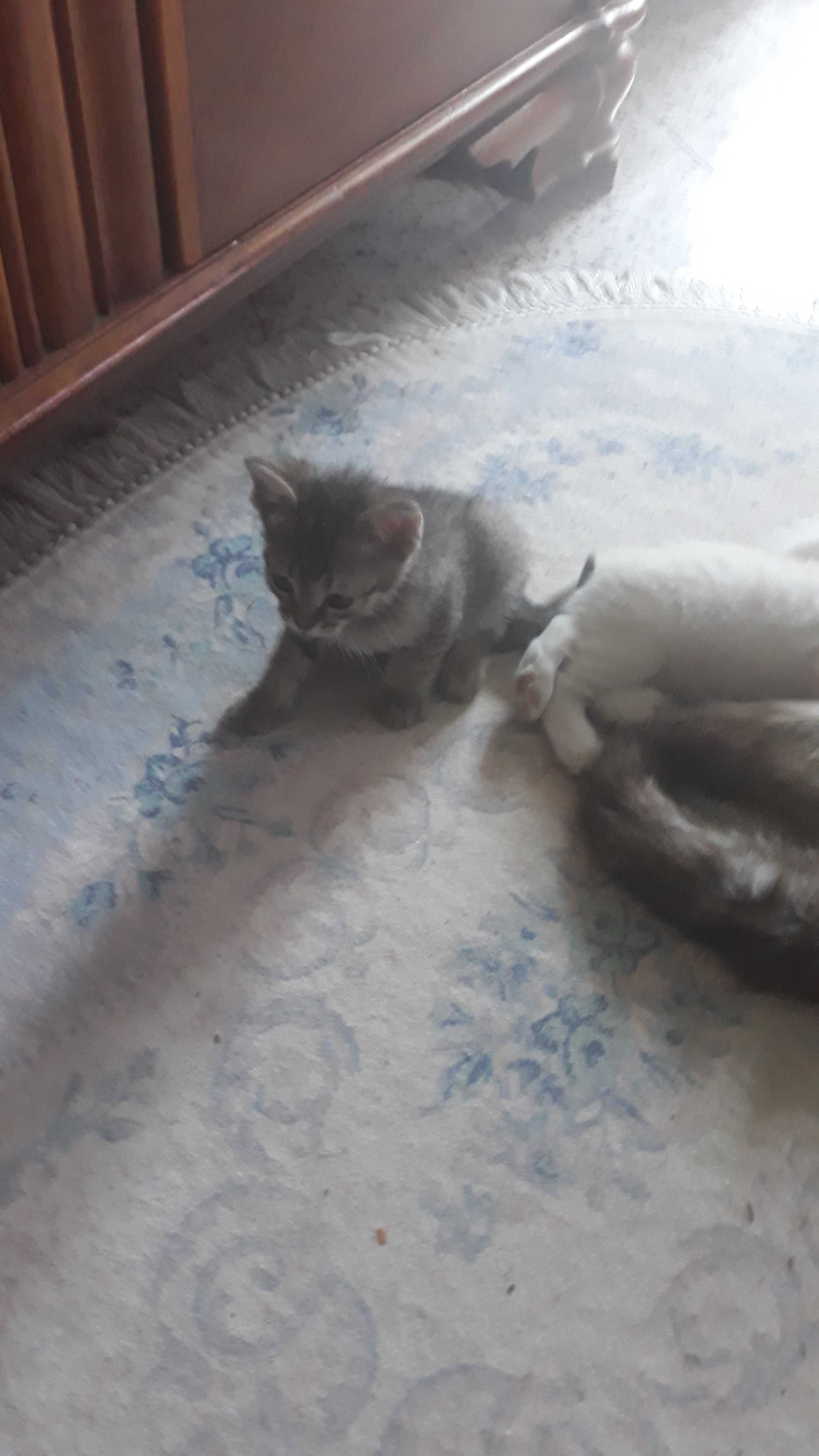 Котенца си търсят дом