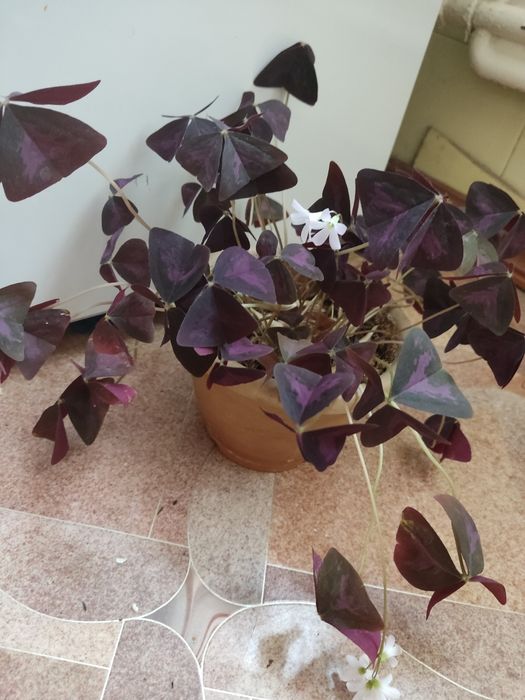 Продам бабочек )))