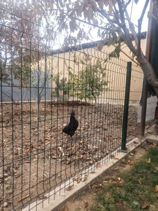 Uhayu horozi sotiladi