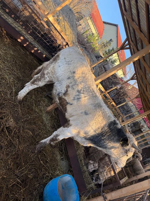 De vânzare taur belgian de 10 luni 450 de kg