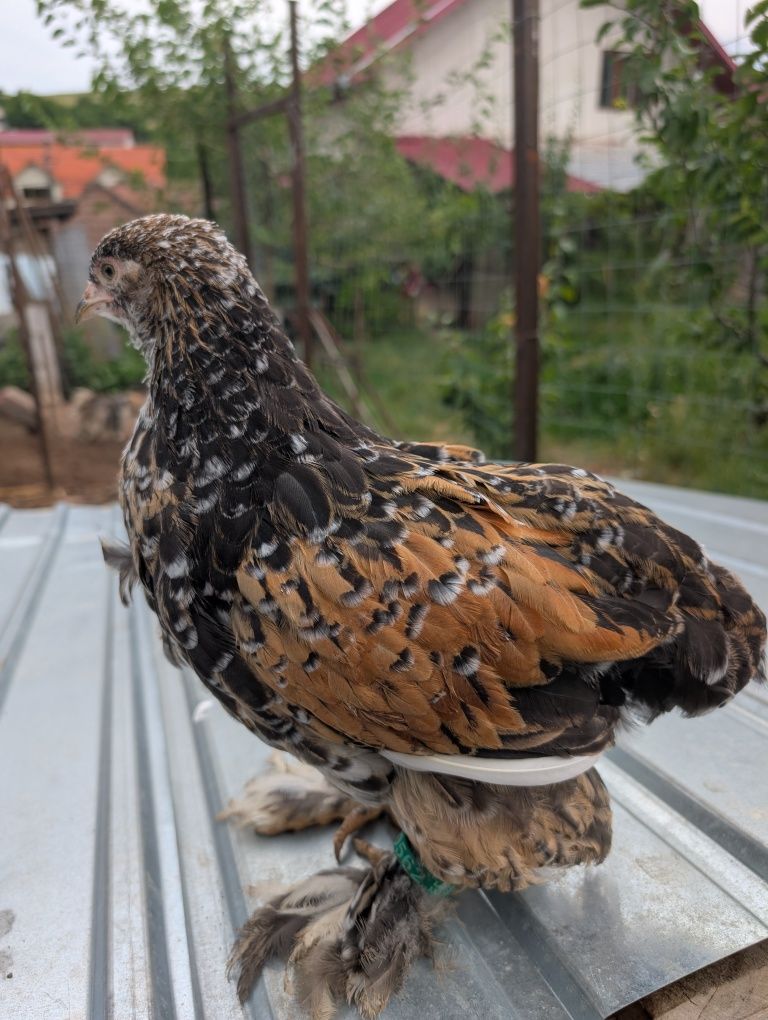 Pui găini găina oua brahma porțelan