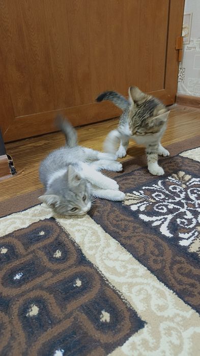 Кошки бесплатно отдам даром