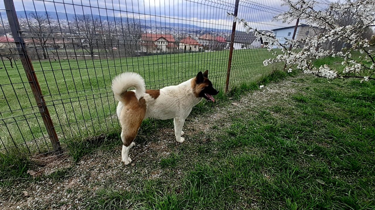 Femela akita american cu acte pedigree FCI