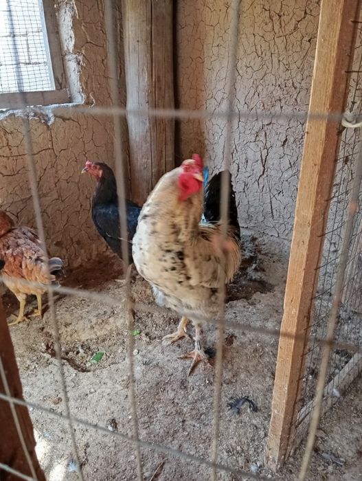 Xoʻrozlar sotiladi  Emlangan Aprelni xoʻrozchalari Qichqirgan.