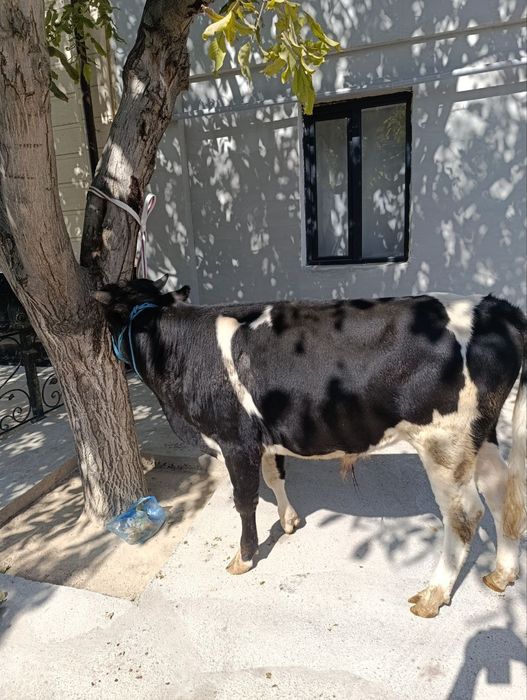 Mol va Qõchqor sotiladi