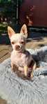 Ofer spre adopție o cățelușă chihuahua – foarte iubitoare și cuminte