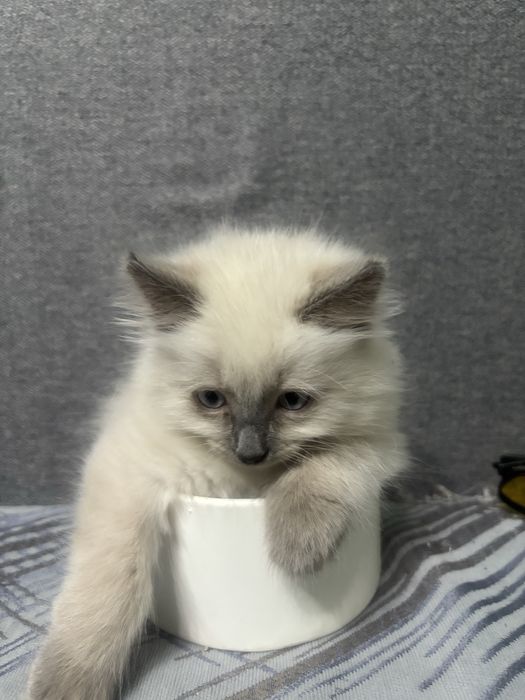 Отдам котенка девочка