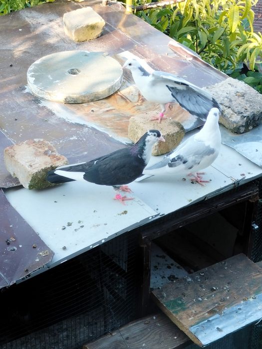 Jucătorii de Galați Morișcari Căzători Originali