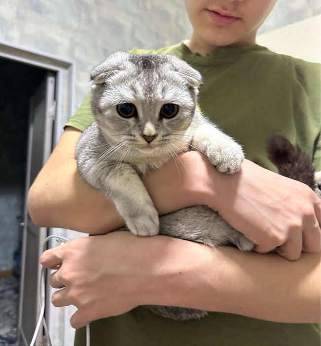 Скоттиш Фолд 6 мес