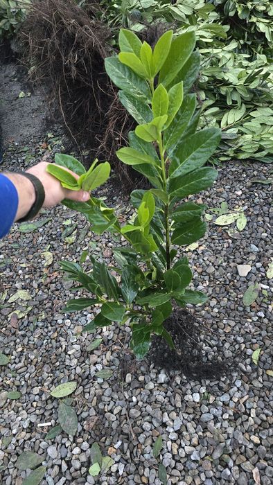 Laur Englezesc NOVITA 60-80cm