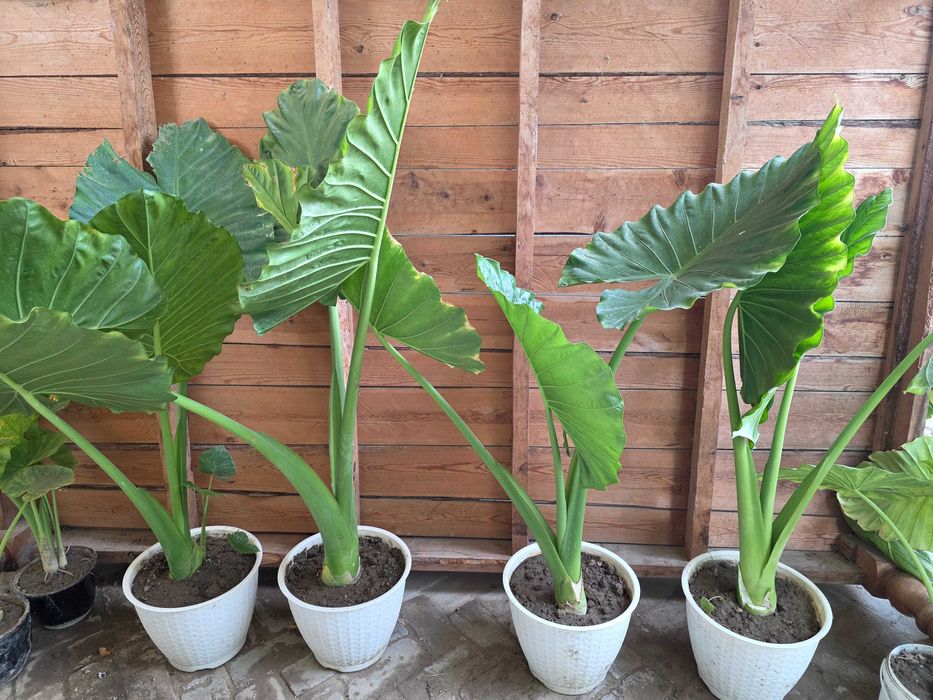 Цветы для дома и офиса.